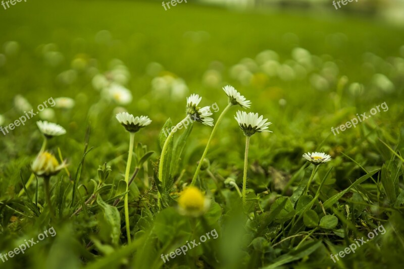 Daisy Meadow Green Spring Flowers