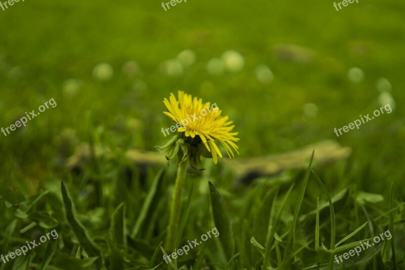 Meadow Dandelion Yellow Green Spring