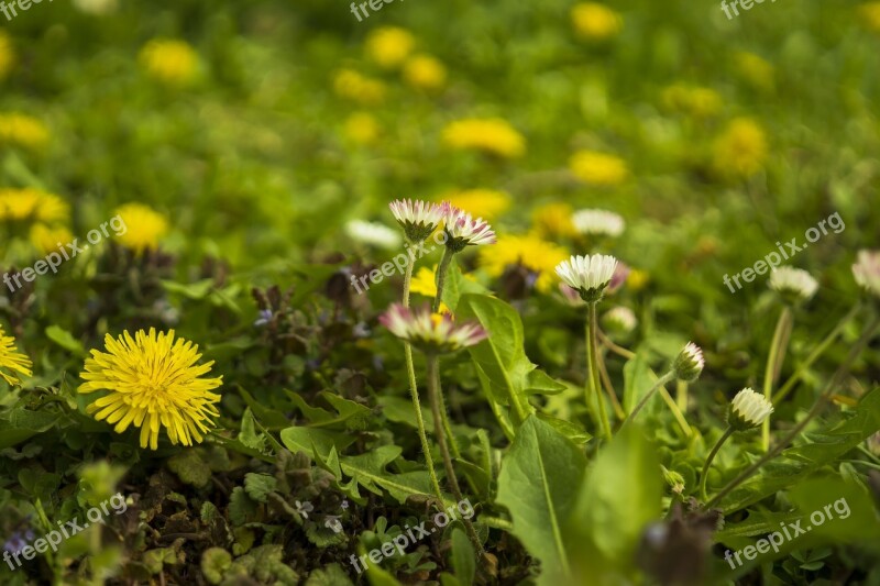 Daisy Meadow Dandelion Yellow Green