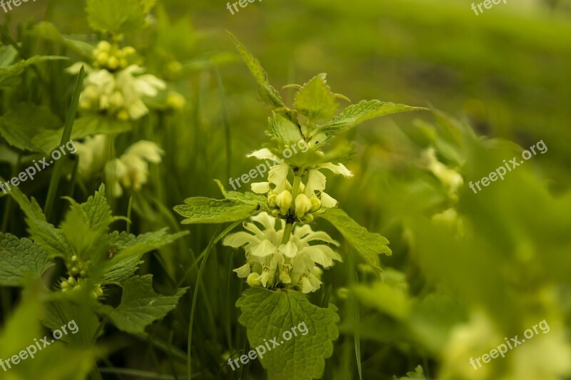 Stinging Nettle Flowers Nature Spring Plant