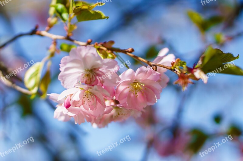 Flowers Summer Warm Nature Summer Flower