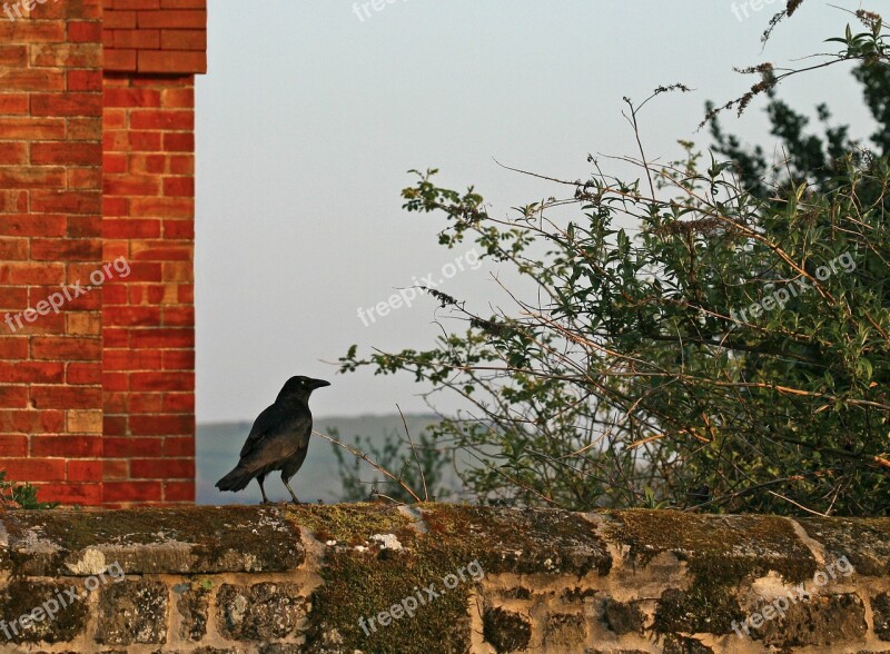 Crow Wall Bird Red Brick