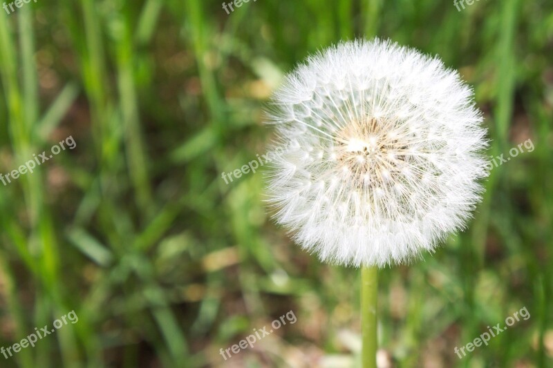 Dandelion Nature Seed White Vow