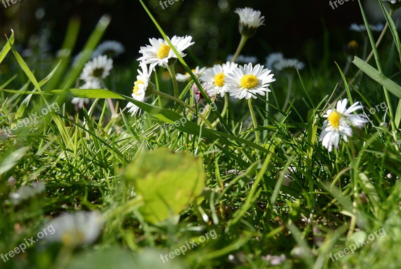 Spring Meadow Daisy Flowers Garden Grass