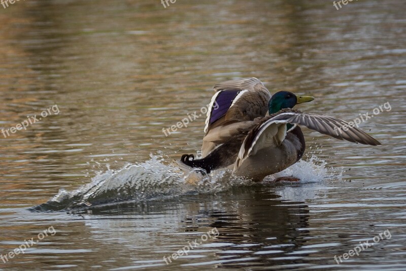 Duck Lake Mood Nature Water