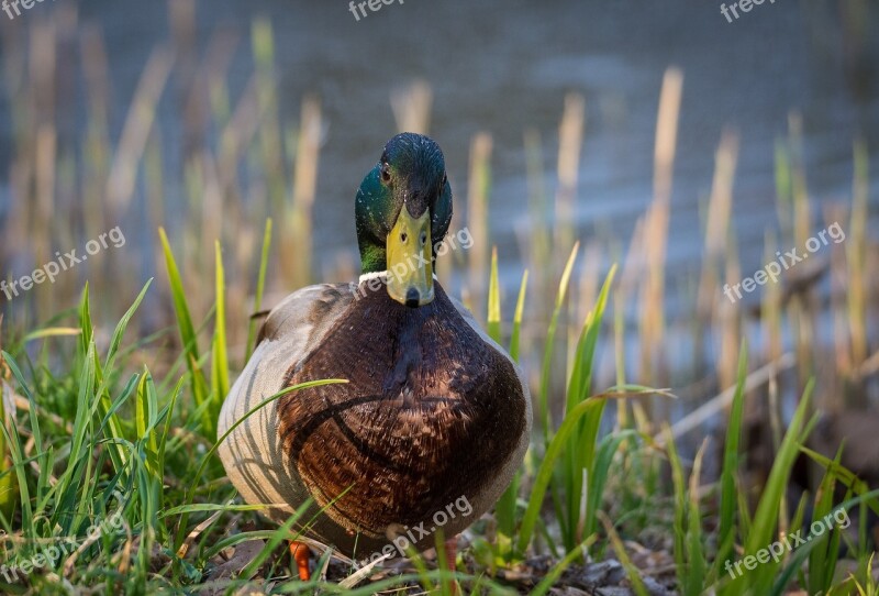 Duck Lake Mood Nature Water