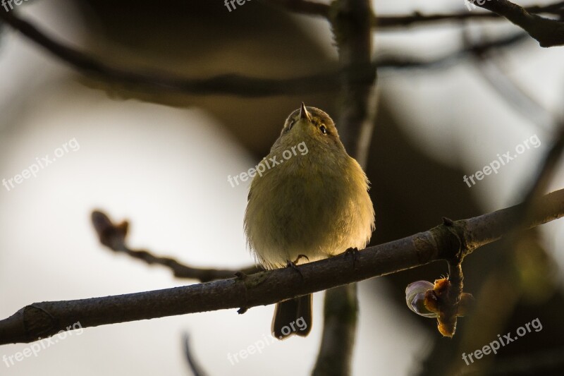 Willow Warbler Bird Songbird Phylloscopus Trochilus Spring