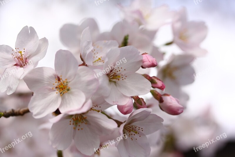 Sakura Japan Spring Cherry Cherry Blossoms