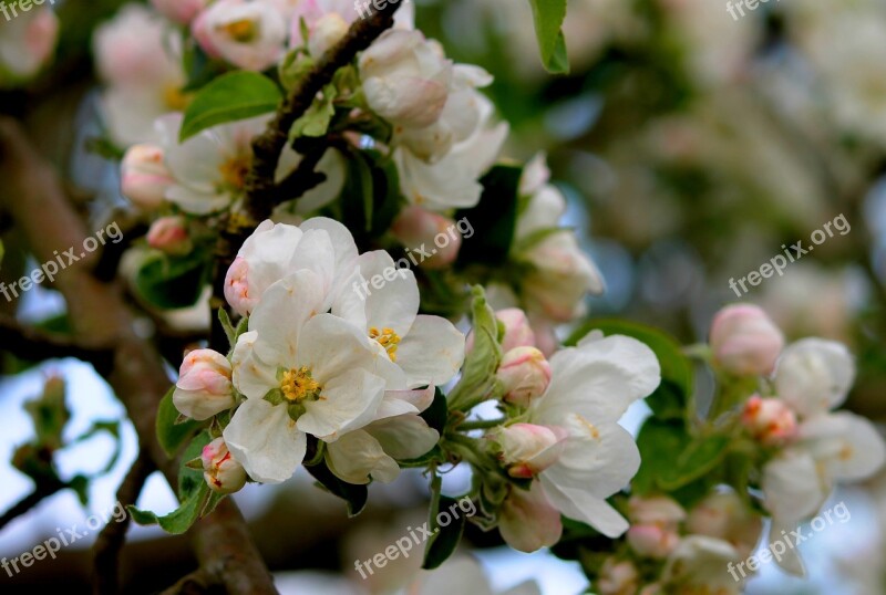 Apple Blossom Apple Tree Branch Bloom Spring