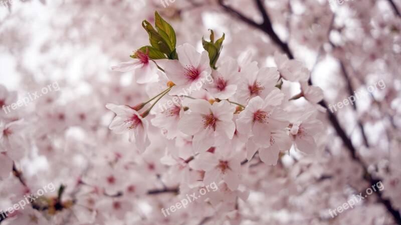 Cherry Blossom Spring Flowers Plum Petal