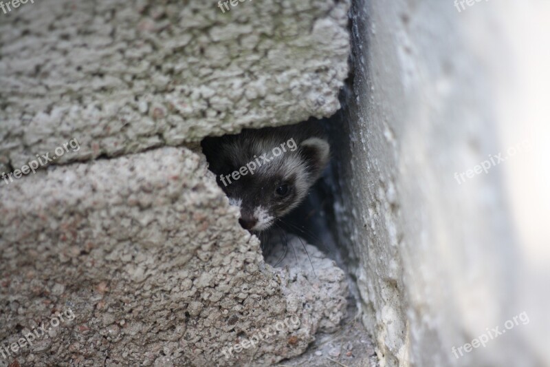 Huron Pets Ferrets Free Photos