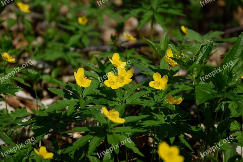 Wood Anemone Yellow Spring Early Bloomer Free Photos