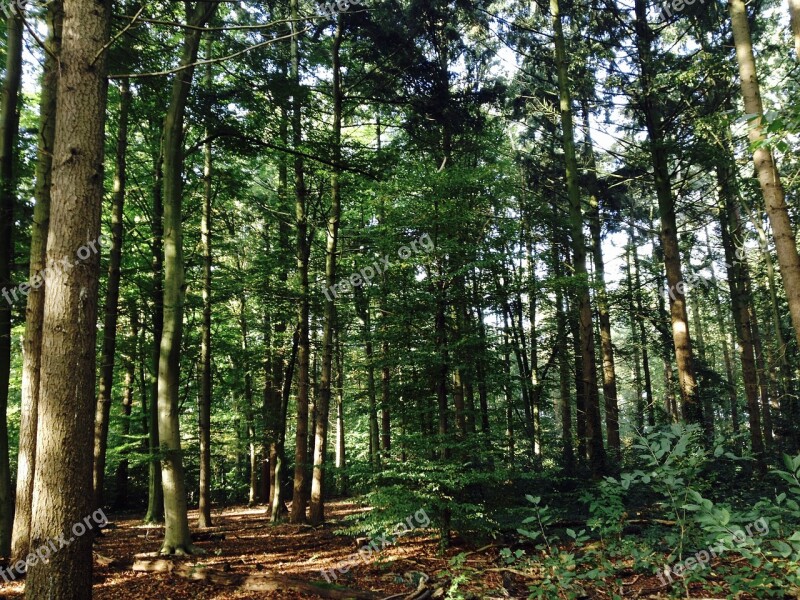 Forest Trees Nature Tree Walking Path