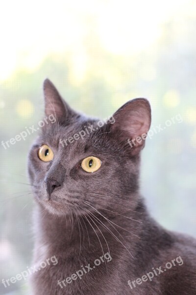 Grey Cat Sitting Vertical Young