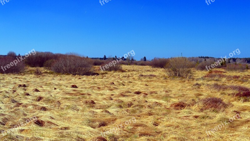 Moor Peat Bog Venn High Venn Nature Conservation