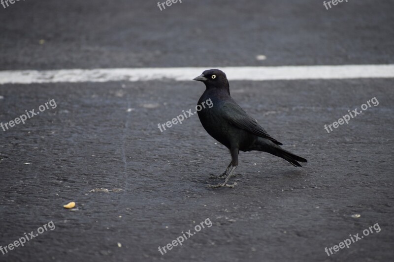 Black Bird Bird Nature Wildlife Free Photos