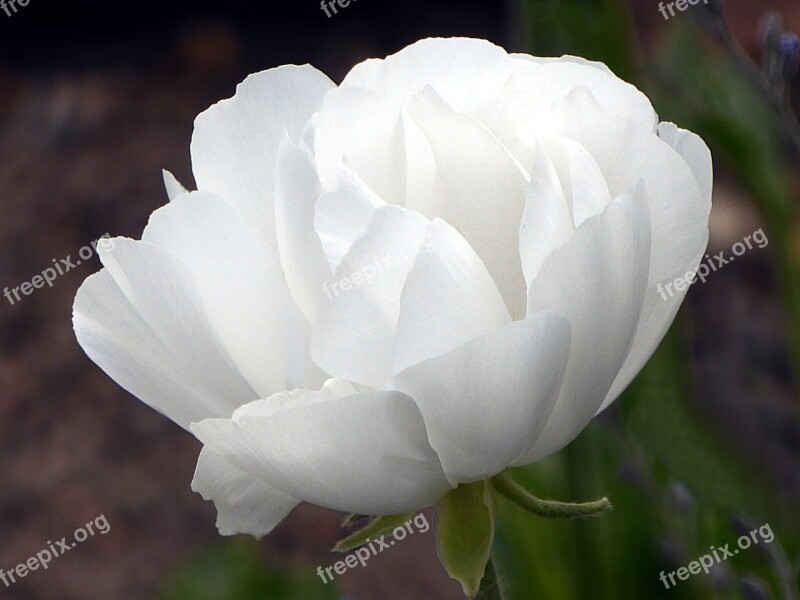 Flower Anemone White Ranunculaceae Spring