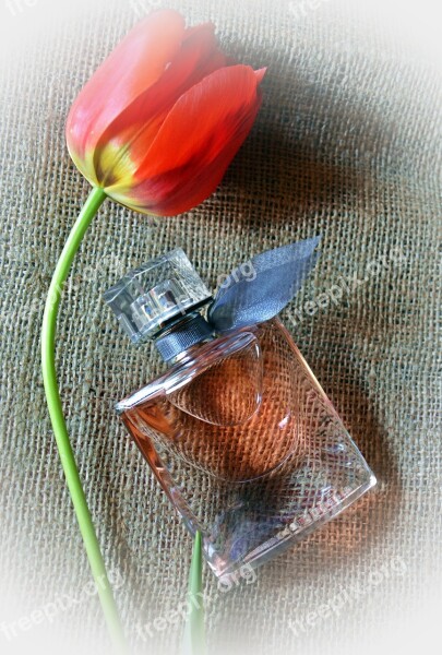 Tulip Perfume Feeling Free Photos