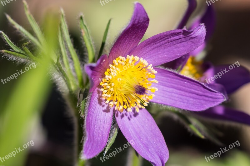 Pasque Flower Pasqueflower Flower Garden Plant