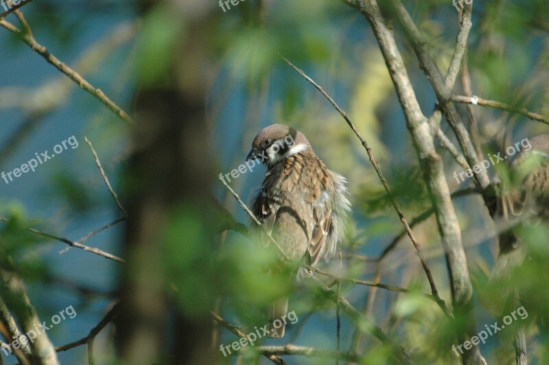 Sparrow Sperling Bird Ruffled House Sparrow