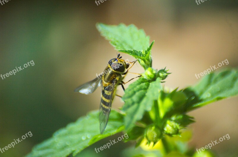 Hoverfly Insect Brennessel Fly Free Photos