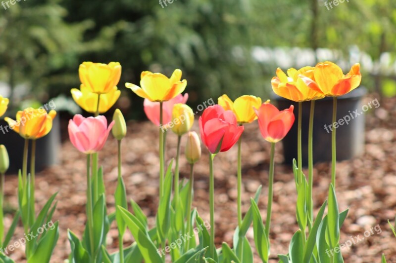 Secret Garden Sopron Hungary Van Free Photos