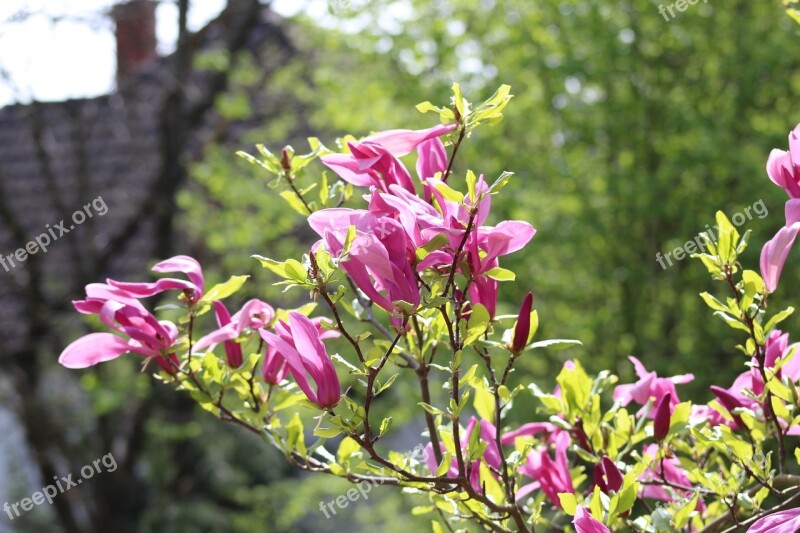 Secret Garden Sopron Hungary Van Free Photos