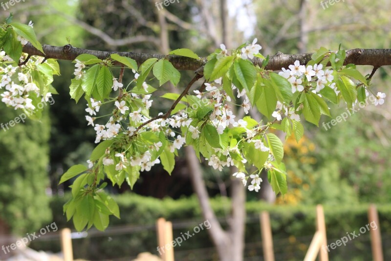 Secret Garden Sopron Hungary Van Free Photos