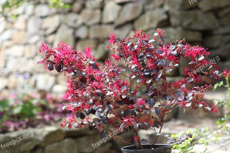 Secret Garden Sopron Hungary Van Free Photos