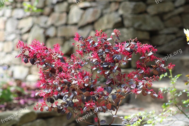 Secret Garden Sopron Hungary Van Free Photos