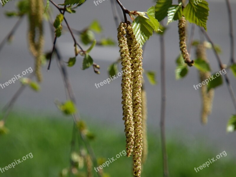 Birch In The Spring Sheet Free Photos