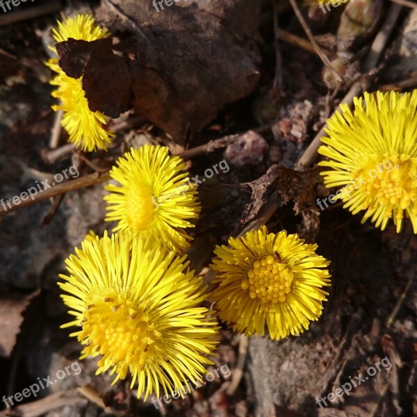 Coltsfoot Flower Spring Flower Free Photos