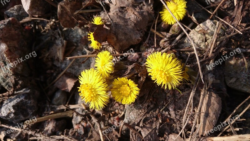 Coltsfoot Spring Yellow Flower Free Photos