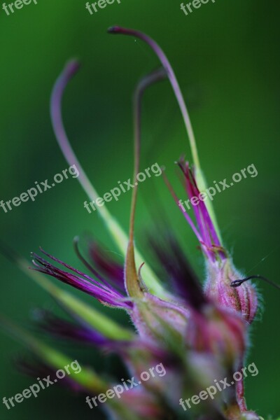 Macro Photography Flowers Bud Blooming Macro