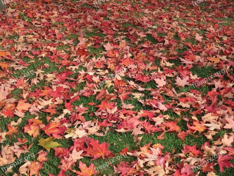 Maple Leaves Autumn Nature Red Season