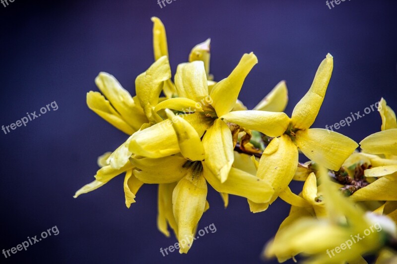 Flower Bloom Blossom Yellow Blue Background