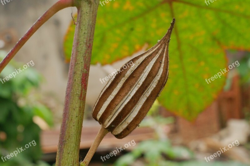 Plant Okra Food Free Photos