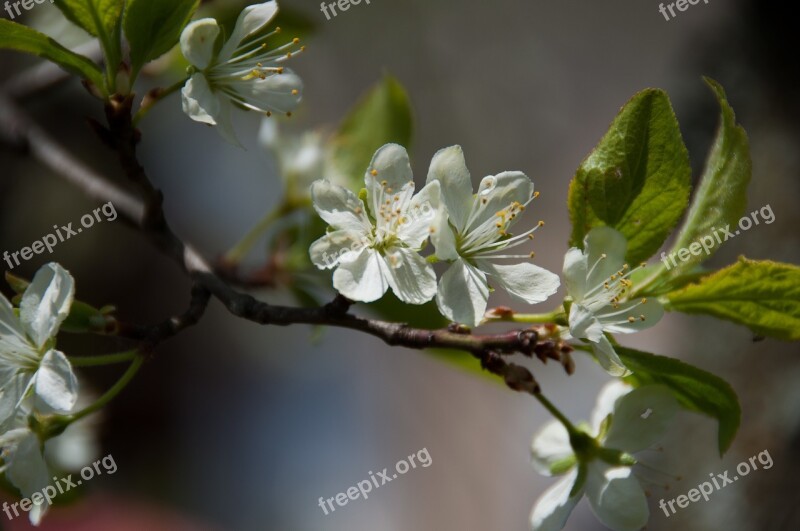 Blossom Bloom Spring Plum Nature