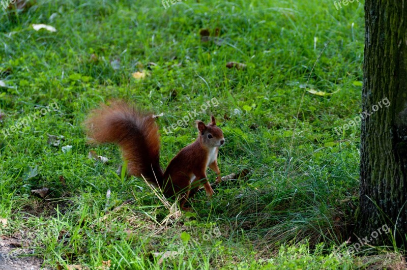 Squirrel Forest Meadow Green Nature