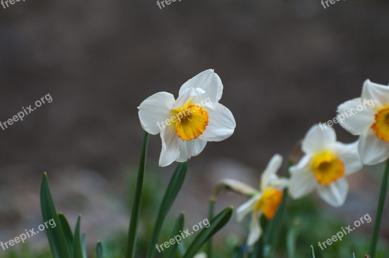 Narcissus Spring Blossom Bloom Flower