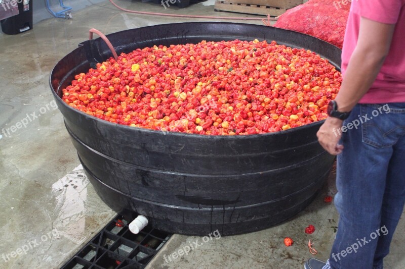 Belizean Red Habanero Marie Sharps Red Peppers Free Photos