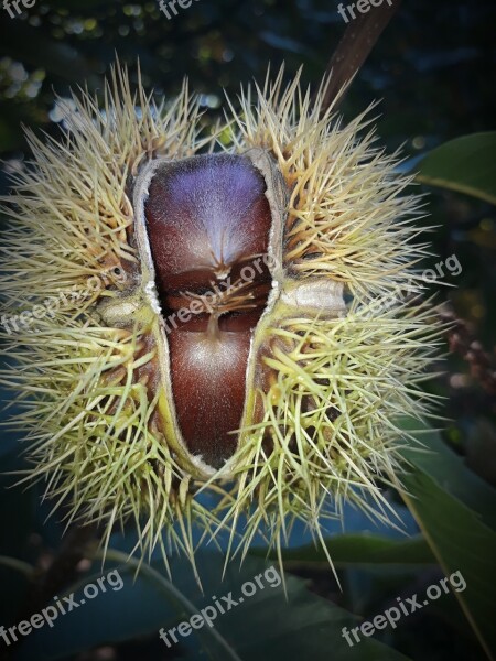 Hedgehog Chestnut Nature Free Photos