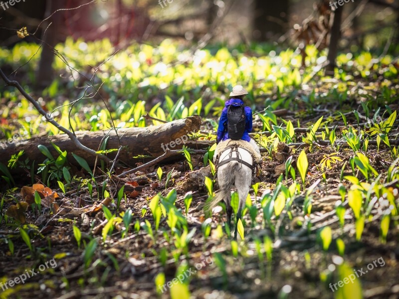 Horse Forest Light Bear's Garlic Nature