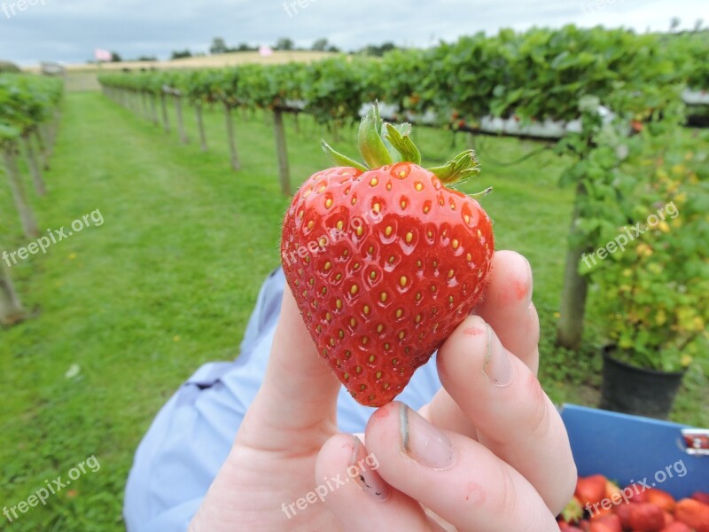 Strawberry Picking Berry Ripe Organic