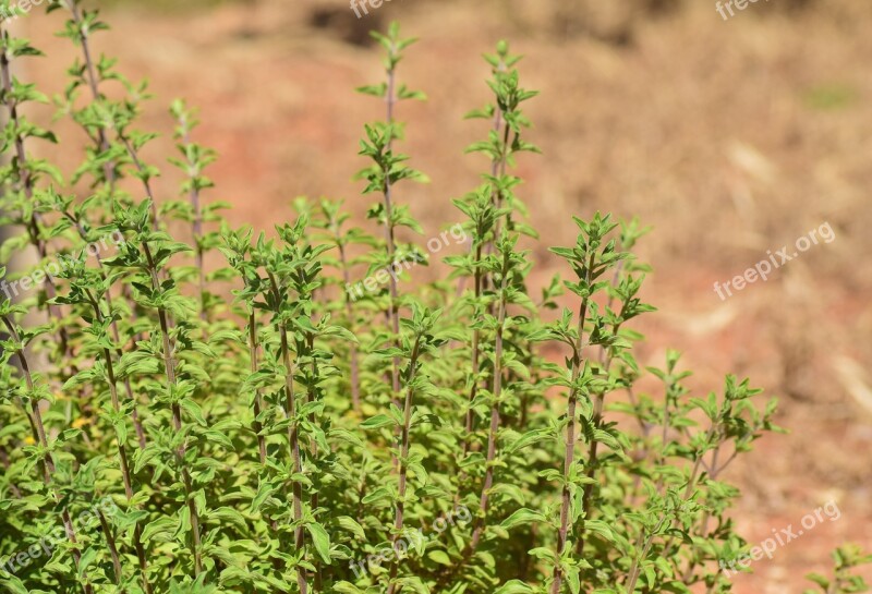 Marjoram Origanum Majorana Dost Lamiaceae Culinary Herbs