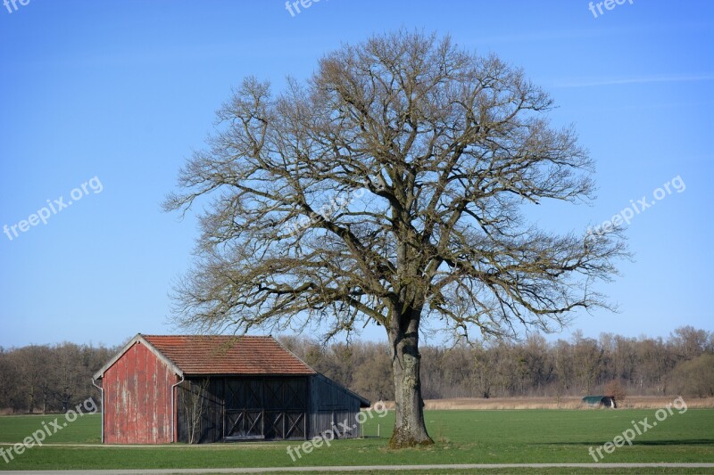 Landscape Nature Chiemgau Upper Bavaria Tree