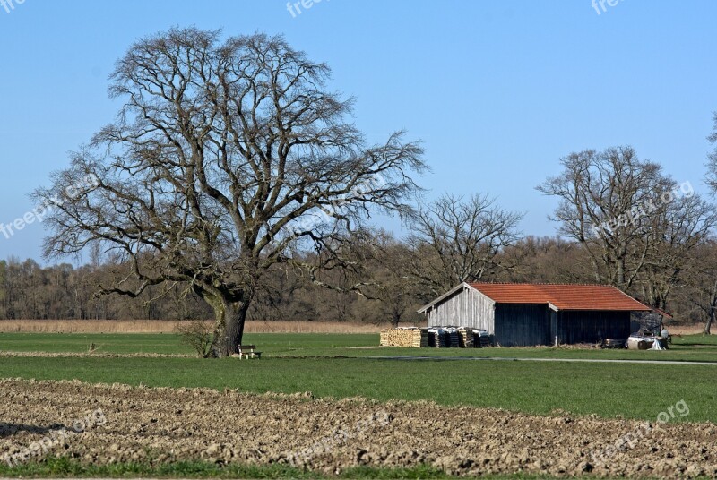 Landscape Nature Chiemgau Upper Bavaria Tree