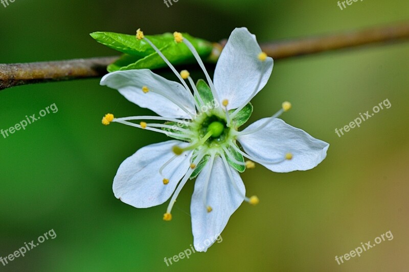 Nature Flower Macro Stem Wallpaper