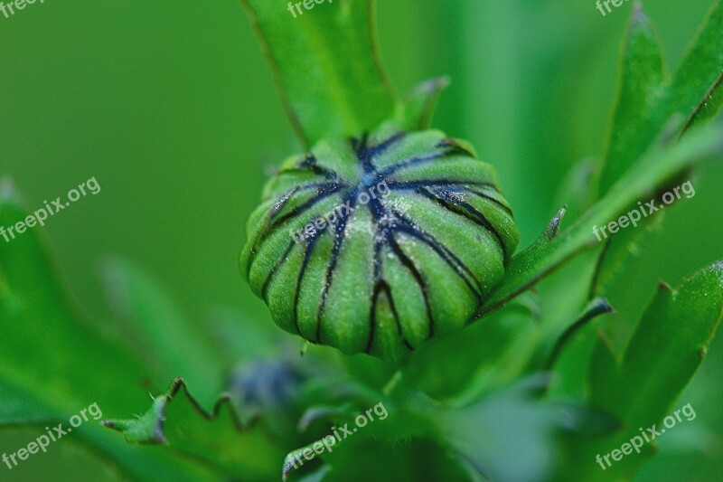 Nature Stem Macro Plants Field