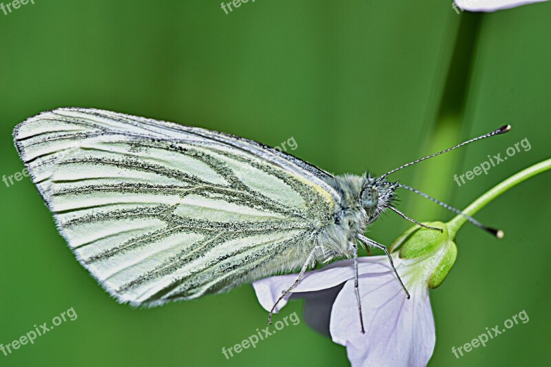 Nature Butterfly Macro Lizard Ant